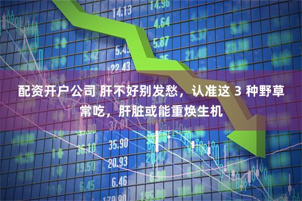配资开户公司 肝不好别发愁，认准这 3 种野草常吃，肝脏或能重焕生机